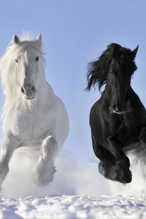 Black and White Horse Running In Snow