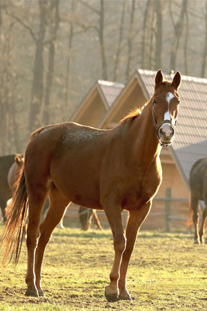 Horse Farm