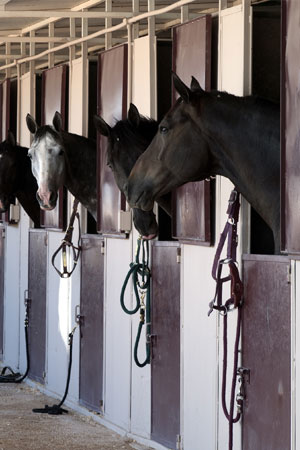 Horse in a Stall